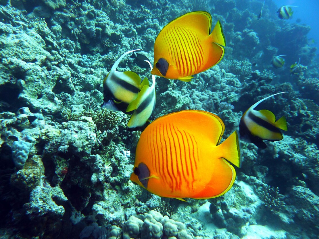 Tauchen in Hurghada / Marsa Alam Diving in Hurghada / Marsa Alam