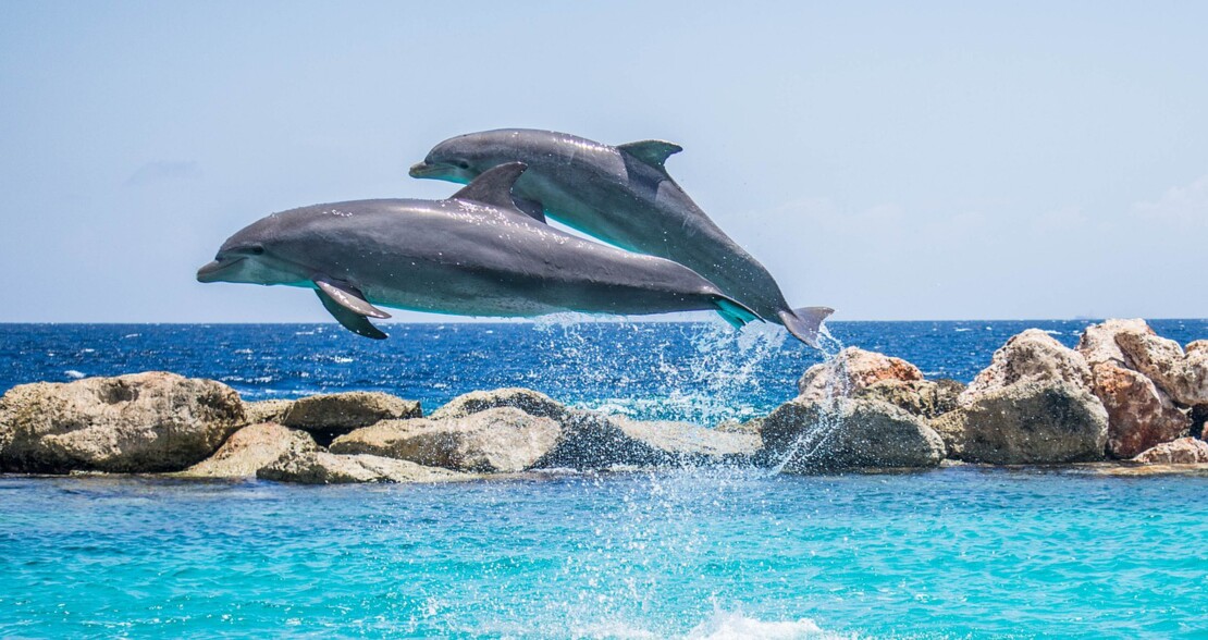 Delfin Tour Ausflug Tagestour Delfine beobachten Hurghada Delfine